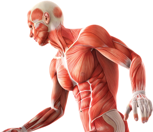 Human Body Anatomy PNG Picture