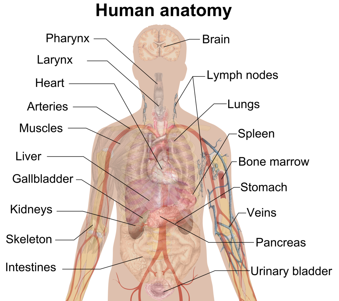 Human Body Anatomy PNG